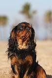 KING CHARLES SPANIEL 031